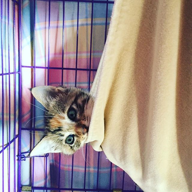 How's it hanging? Miten menee? #kitten #hammock #sideways #cats #fosteringsaveslives #fun #kissa #riippukeinu