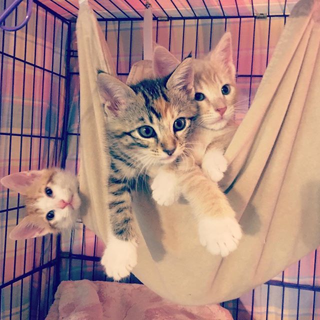 These kitties crack me up. ;) Nää kissanpennut saa mut nauramaan! ;) #kitties #hammock #fosterkittens #homelesscat #cute #kitten #kissanpentu #sisarukset #siblings #kissa #söpö