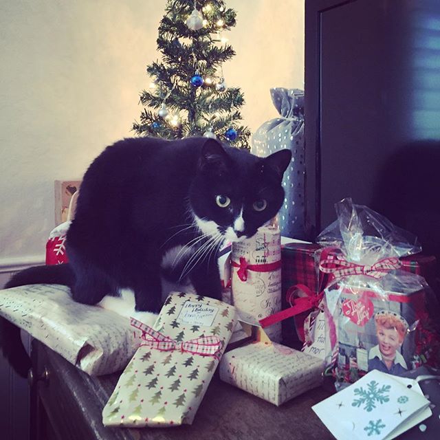 "Hey! What do you think you're doing?" "Kukas se siellä lahjoja tutkii?" #christmaspresent #christmas #gift #cat #catsofinstagram #joy #cute #kissa #joulu #joululahja #söpö